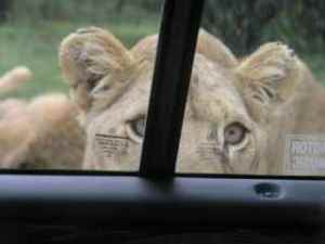 Lion Park, Johannesburg