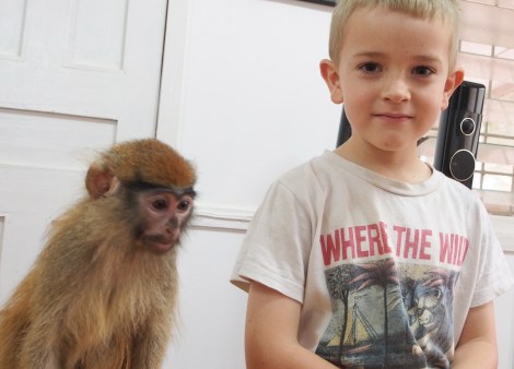 Little monkey brother