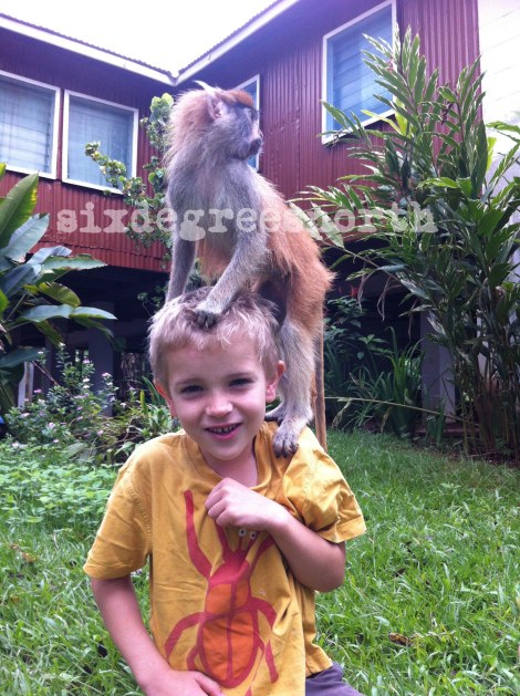 max the pet monkey