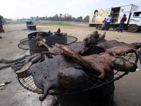 Bush meat can make you sick! Whoever would have thought...